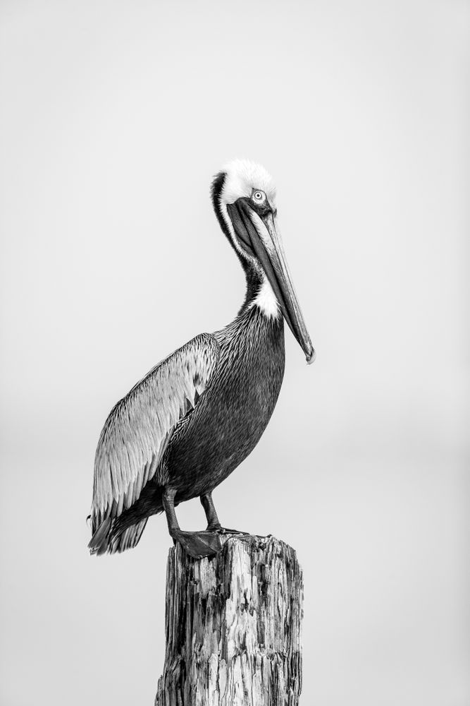 Pelicans Bird Images | Pics | Dennis Goodman Photography