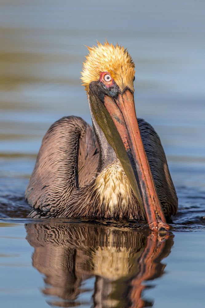 Pelicans Bird Images | Pics | Dennis Goodman Photography