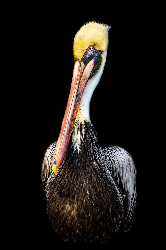 Pelicans Bird Images | Pics | Dennis Goodman Photography