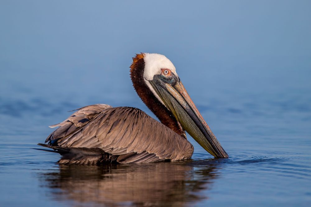 Pelicans Bird Images | Pics | Dennis Goodman Photography