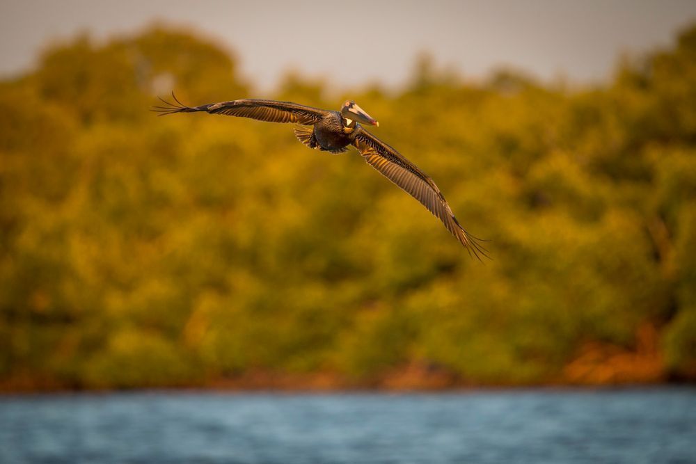 Pelicans Bird Images | Pics | Dennis Goodman Photography