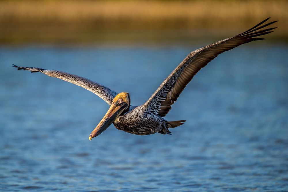 Pelicans Bird Images | Pics | Dennis Goodman Photography