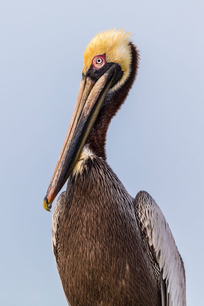 Pelicans Bird Images | Pics | Dennis Goodman Photography