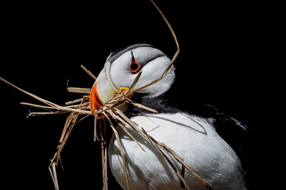 Puffin Birds Photos | Art | Images | Dennis Goodman Photography