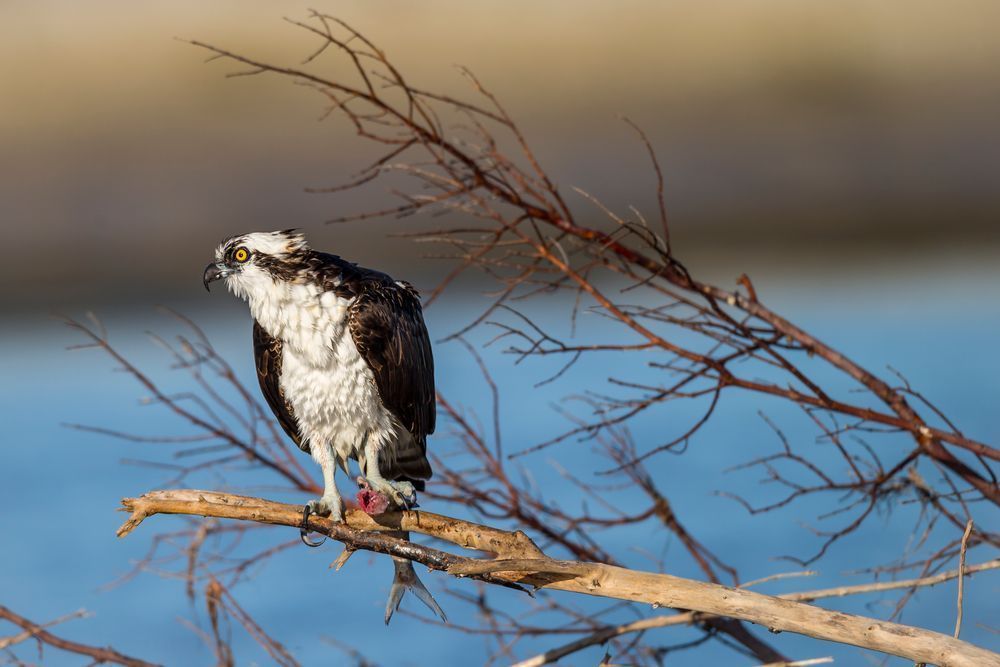 Osprey Bird Photos | Pictures | Pics | Art | Images