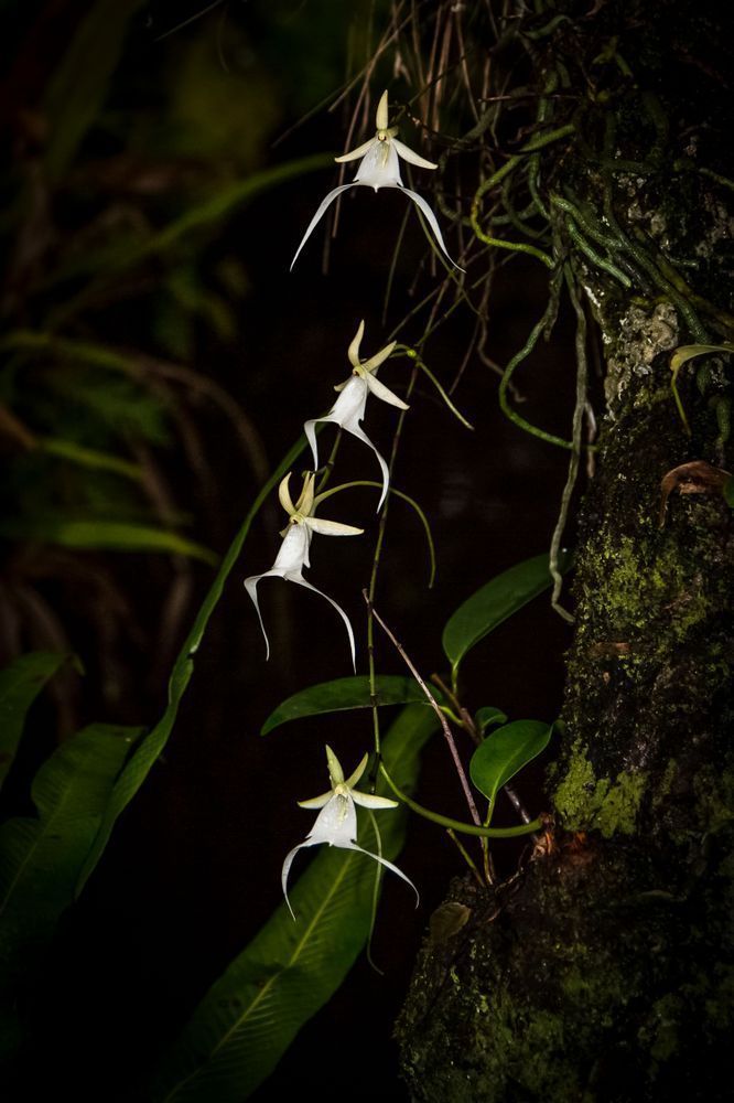 Ghost Orchids Flower | Pictures | Images | Florida | Care