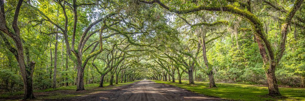 Wormsloe Plantation Savannah Georgia