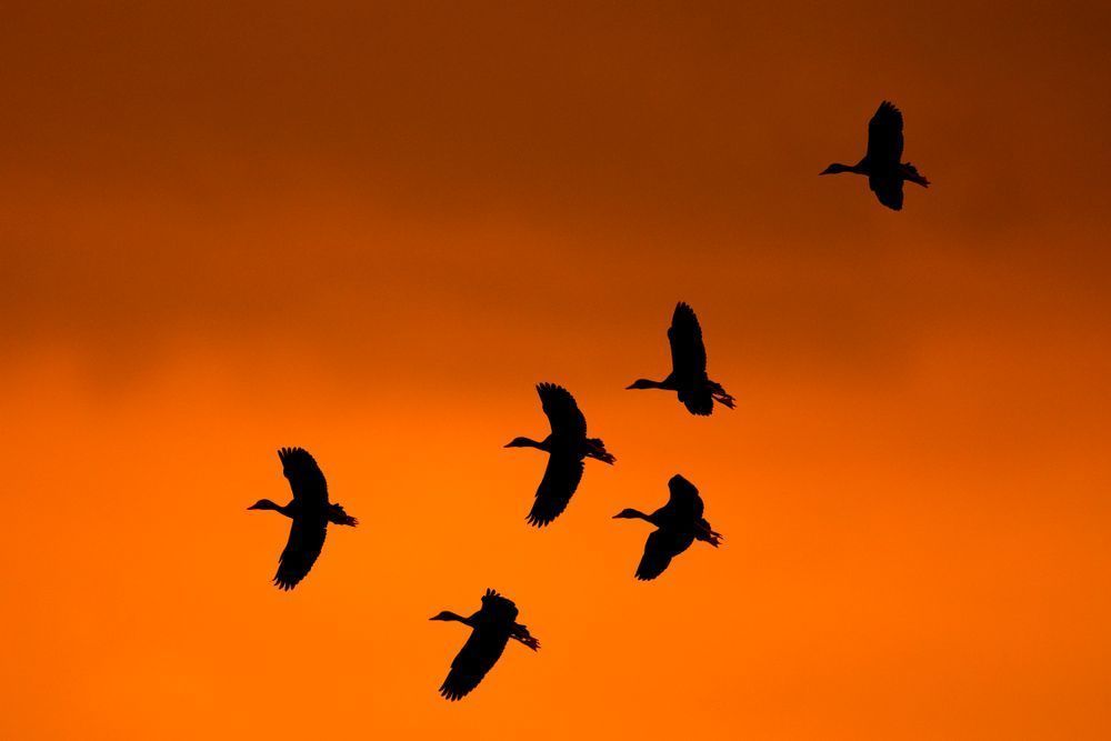 Whistling Ducks Images | Art | Images |Pictures |Pics |Wallpapers