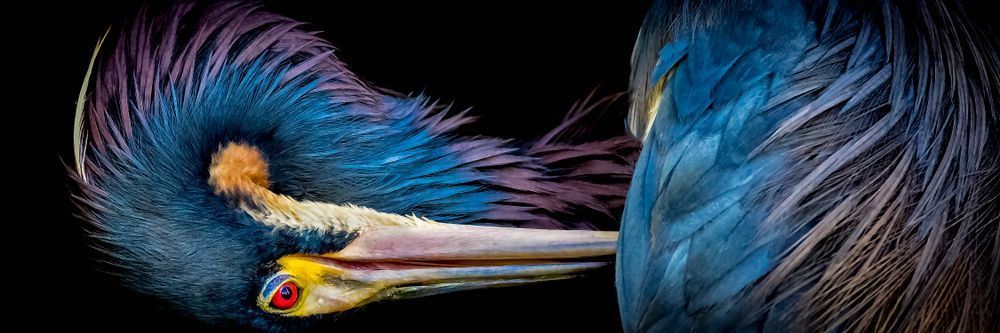 Tricolored Heron Photo | Dennis Goodman Photography. 