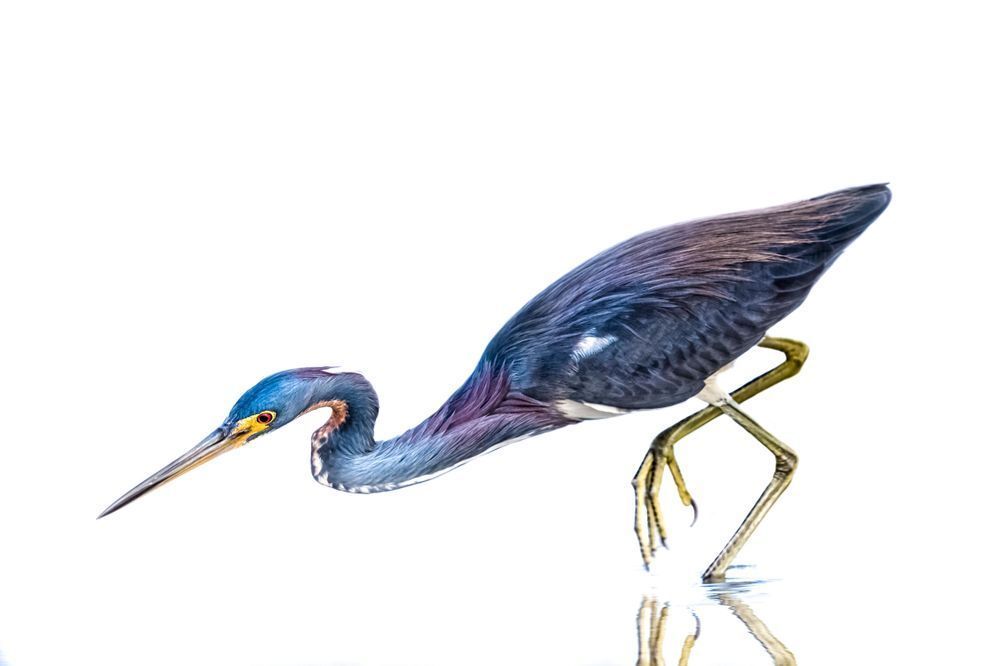 Tricolored Heron Photo | Dennis Goodman Photography