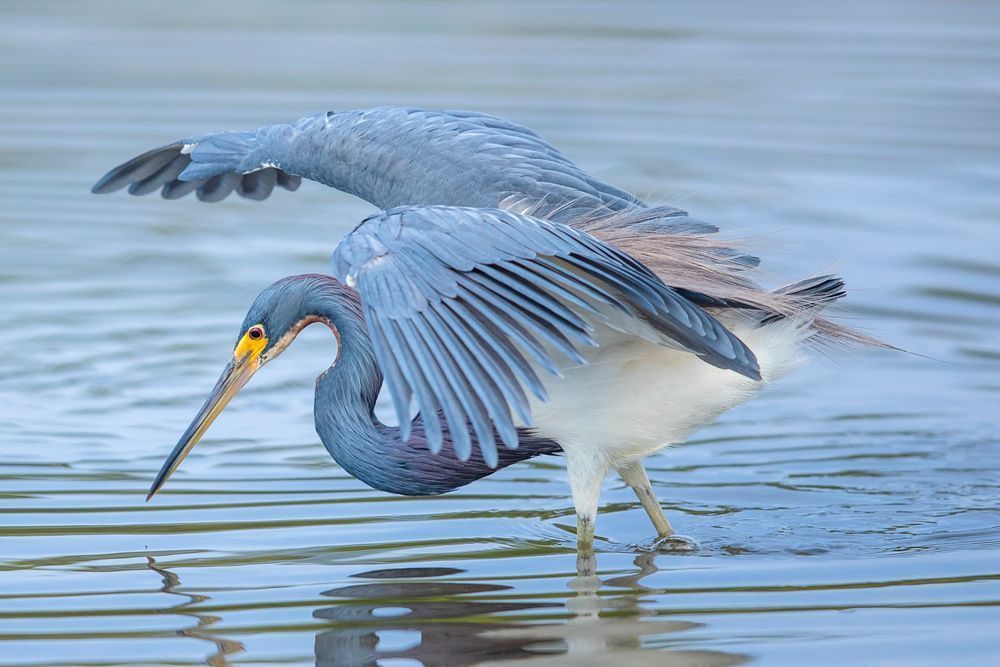 Tricolored Heron Photo | Dennis Goodman Photography