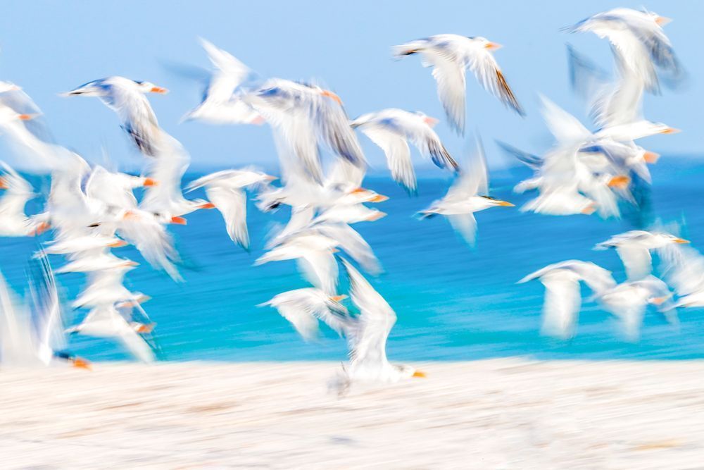 Royal Terns Birds | Dennis Goodman Photography