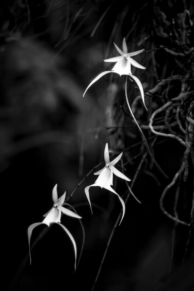 Ghost Orchids Flower | Pictures | Images | Florida | Care