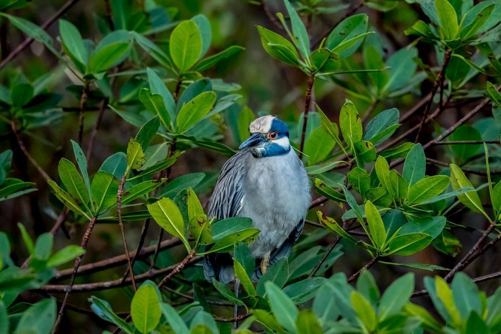 Yellow Crowned Night Heron | Florida | Dennis Goodman Photography