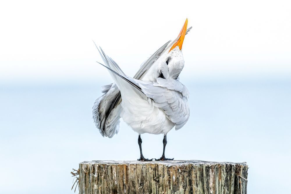 Royal Tern Bird | Dennis Goodman Photography