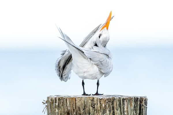 Royal Tern Bird | Dennis Goodman Photography
