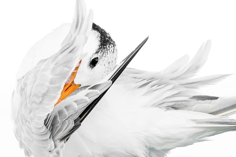 Royal Tern Bird | Dennis Goodman Photography