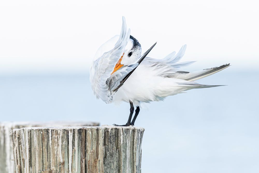 Royal Tern Bird | Dennis Goodman Photography