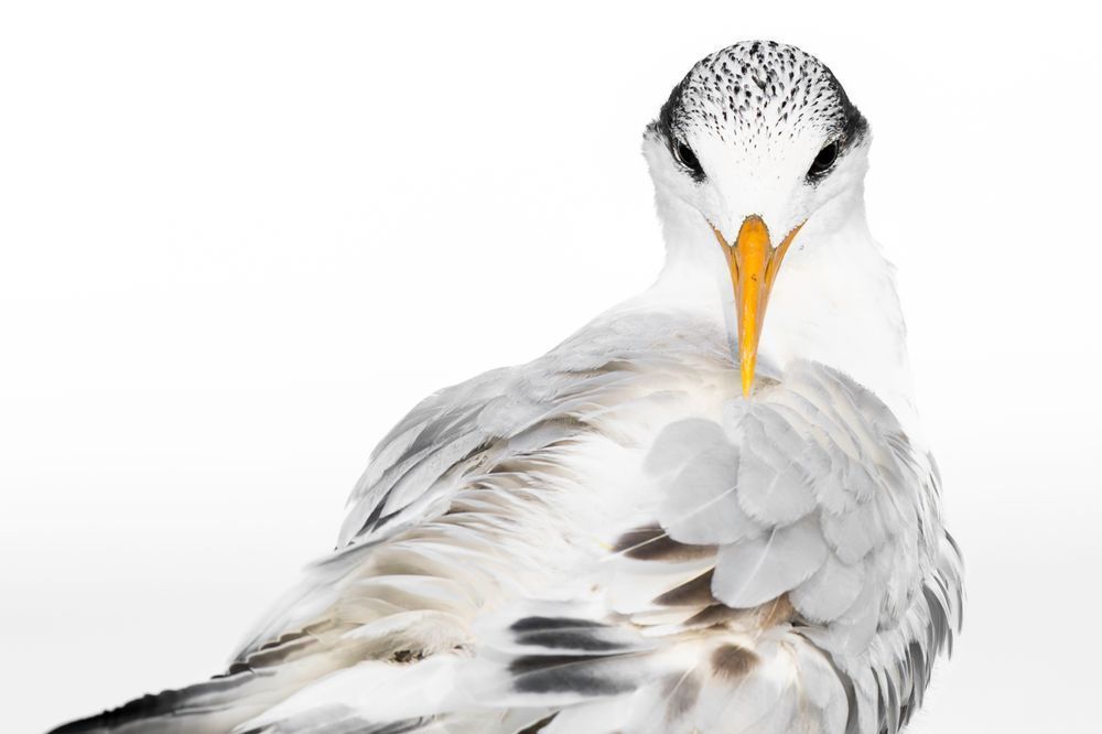 Royal Tern Bird | Dennis Goodman Photography