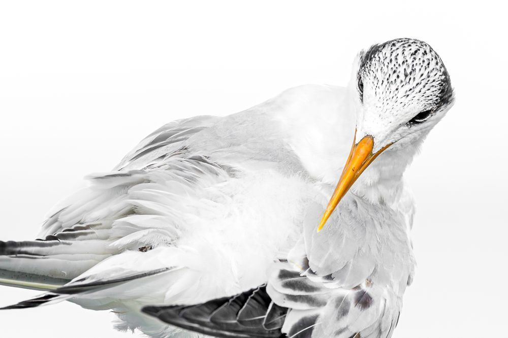 Royal Tern Bird | Dennis Goodman Photography