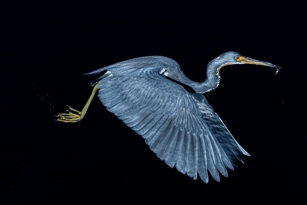 Tricolored Heron Photo | Dennis Goodman Photography