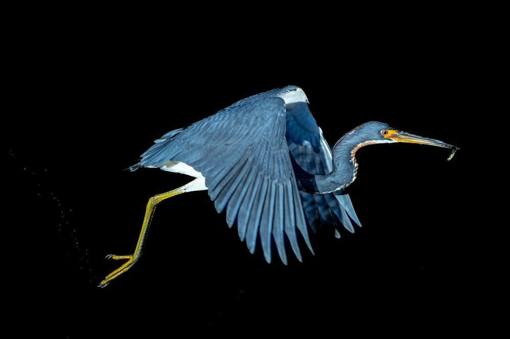 Tricolored Heron Photo | Dennis Goodman Photography