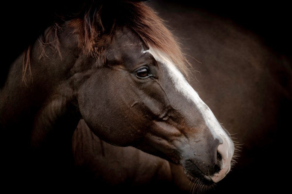 Horses Images | Wall Art | Photos  | Pictures | Pics | Wallpapers