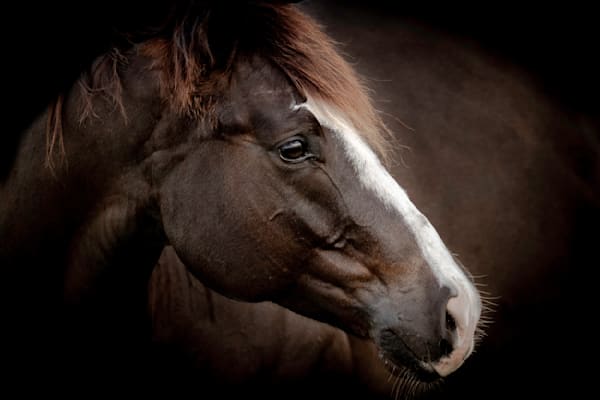Horses Images | Wall Art | Photos  | Pictures | Pics | Wallpapers