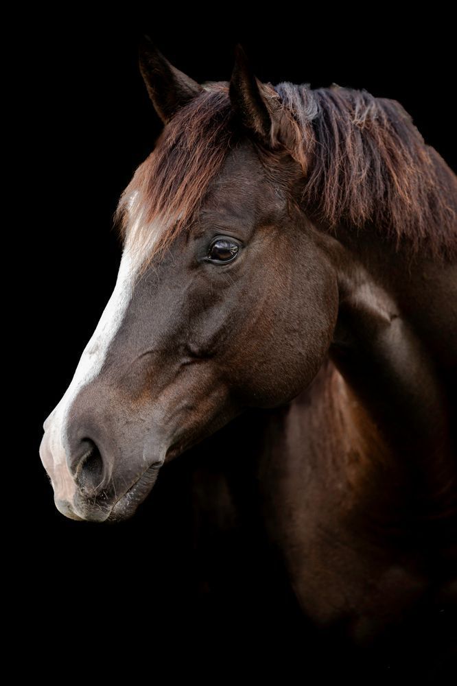 Horses Images | Wall Art | Photos  | Pictures | Pics | Wallpapers