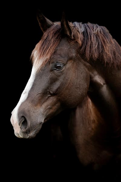 Horses Images | Wall Art | Photos  | Pictures | Pics | Wallpapers