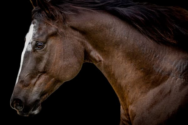 Horses Images | Wall Art | Photos  | Pictures | Pics | Wallpapers