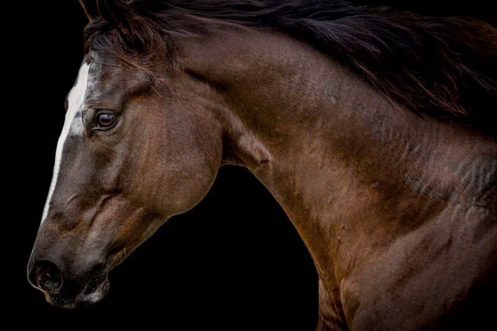 Horses Images | Wall Art | Photos  | Pictures | Pics | Wallpapers