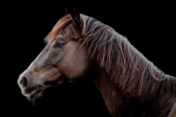 Horses Images | Wall Art | Photos  | Pictures | Pics | Wallpapers