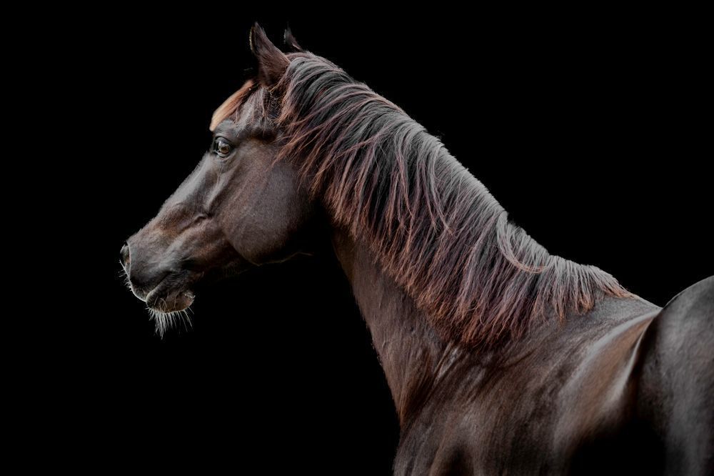 Horses Images | Wall Art | Photos  | Pictures | Pics | Wallpapers