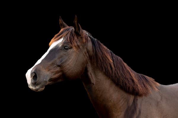 Horses Images | Wall Art | Photos  | Pictures | Pics | Wallpapers
