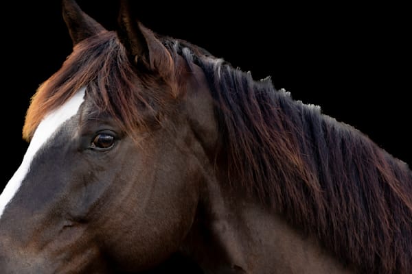Horses Images | Wall Art | Photos  | Pictures | Pics | Wallpapers