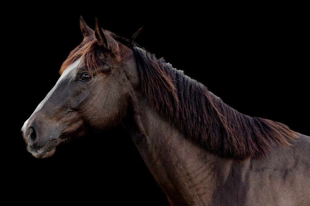 Horses Images | Wall Art | Photos  | Pictures | Pics | Wallpapers