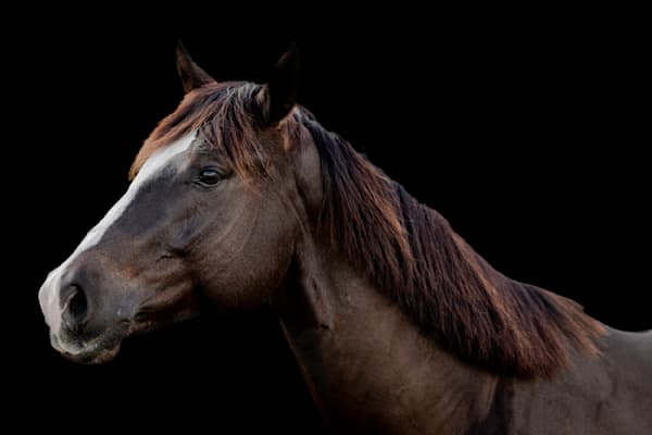 Horses Images | Wall Art | Photos  | Pictures | Pics | Wallpapers