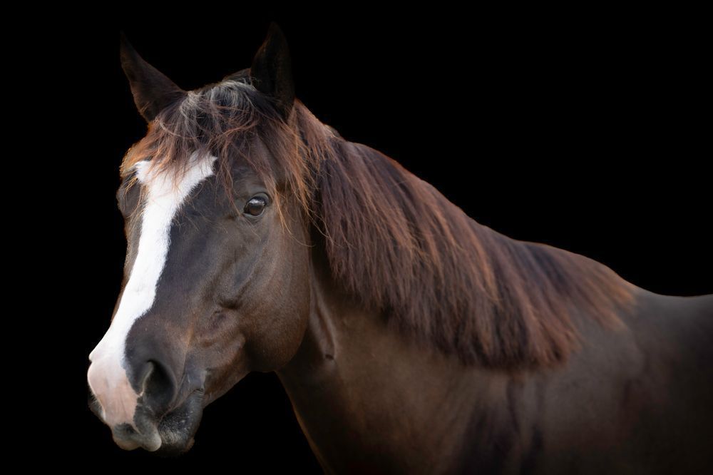 Horses Images | Wall Art | Photos  | Pictures | Pics | Wallpapers