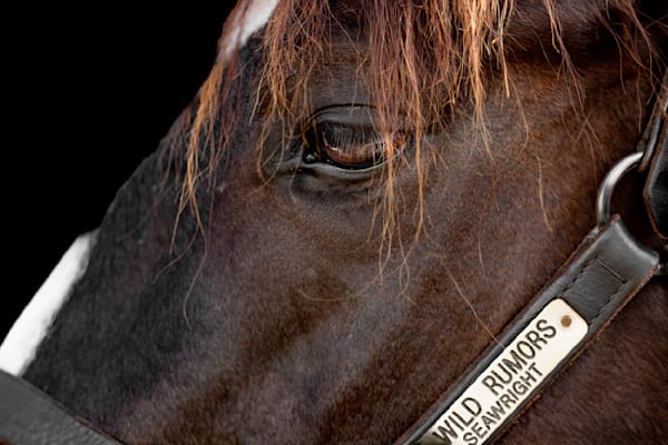 Horses Images | Wall Art | Photos  | Pictures | Pics | Wallpapers