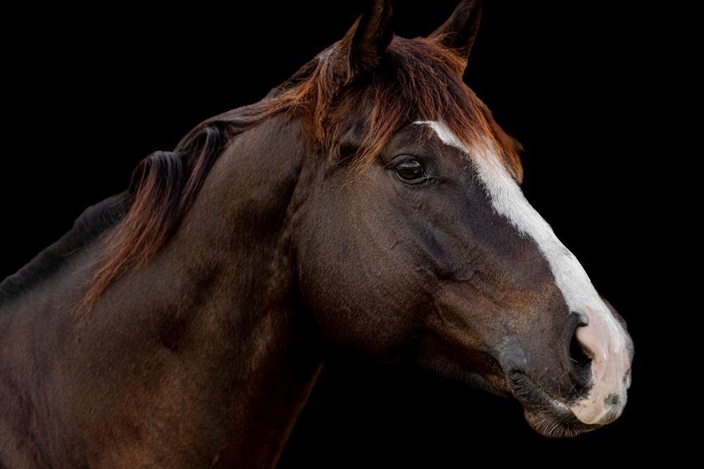 Horses Images | Wall Art | Photos  | Pictures | Pics | Wallpapers