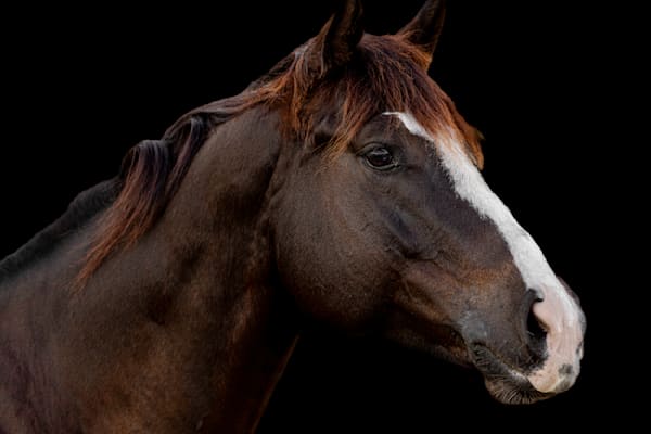 Horses Images | Wall Art | Photos  | Pictures | Pics | Wallpapers
