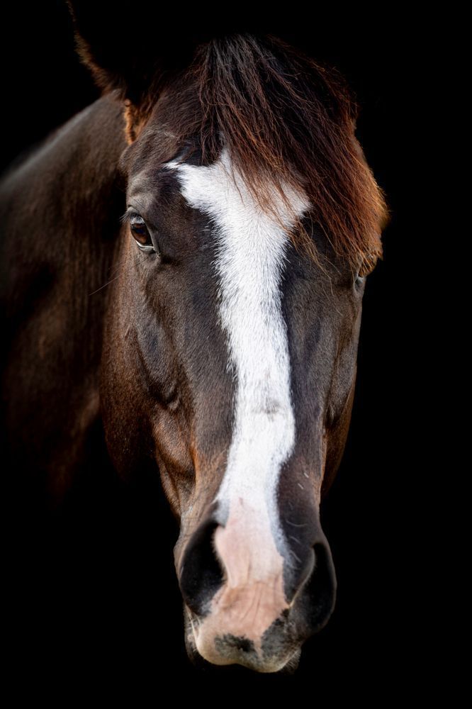 Horses Images | Wall Art | Photos  | Pictures | Pics | Wallpapers