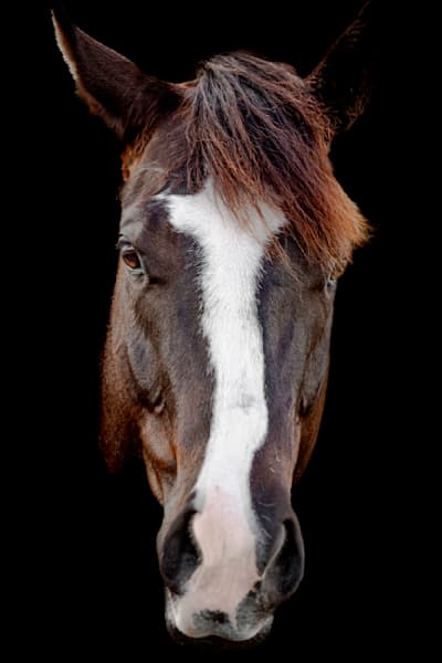 Horses Images | Wall Art | Photos  | Pictures | Pics | Wallpapers