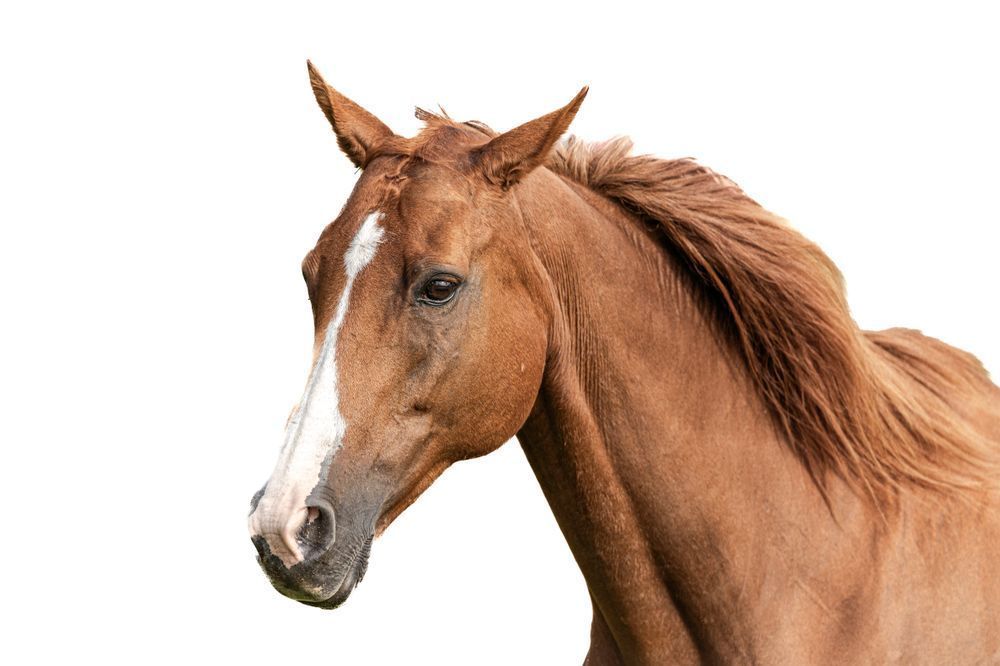 Horses Images | Wall Art | Photos  | Pictures | Pics | Wallpapers