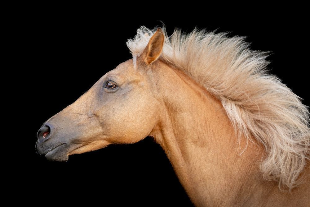 Horses Images | Wall Art | Photos  | Pictures | Pics | Wallpapers