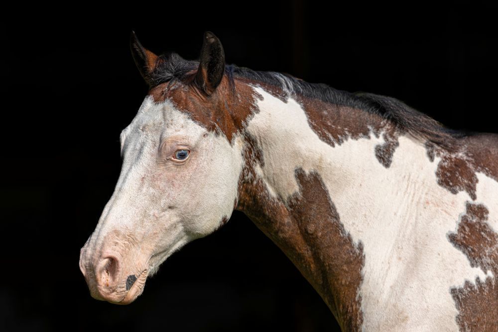 Horses Images | Wall Art | Photos  | Pictures | Pics | Wallpapers