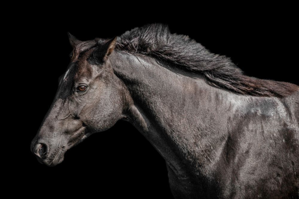 Horses Images | Wall Art | Photos  | Pictures | Pics | Wallpapers