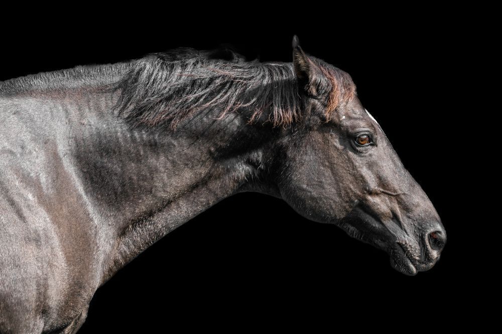 Horses Images | Wall Art | Photos  | Pictures | Pics | Wallpapers