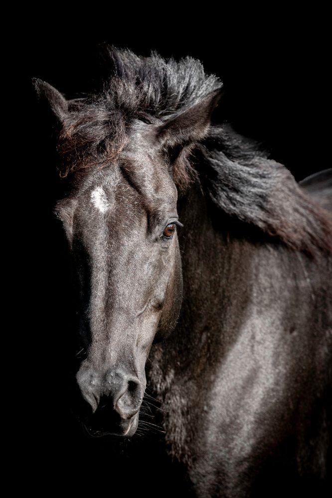 Horses Images | Wall Art | Photos  | Pictures | Pics | Wallpapers